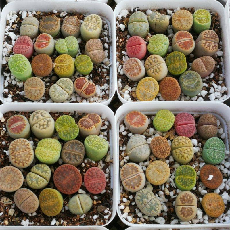 10 Lithops Living Stones (0.4-0.5