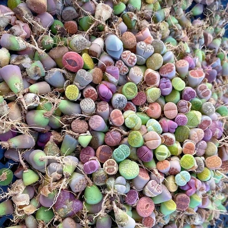 10 Lithops Living Stones (0.4-0.5