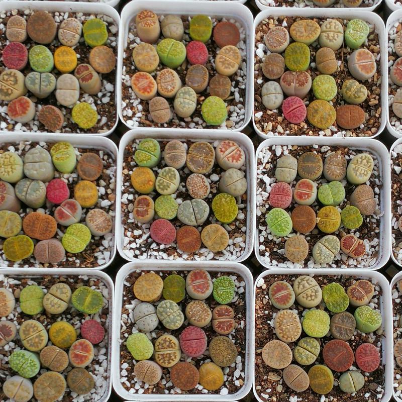 10 Lithops Living Stones (0.4-0.5